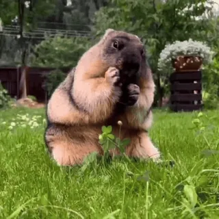 🦫 Stepan the Groundhog telegram sticker