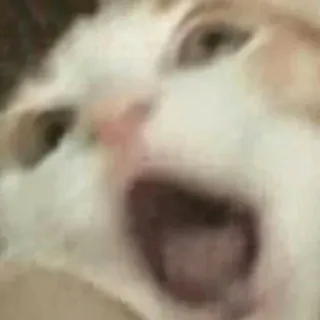 😱 猫, 叫ぶ, ミーム, 動物, 面白い, ショック, 怖い telegram sticker