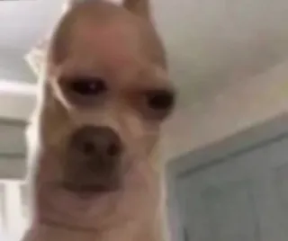 😒 anjing, chihuahua, binatang, hewan peliharaan, lucu telegram sticker