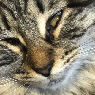 🌟 gatto, animale, animale domestico, mammifero, felino, gatto domestico telegram sticker