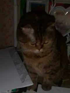 😕 gato, animal de estimação, animal, gato doméstico, gato malhado, felino telegram sticker