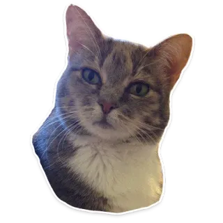 😶 gato, animal, mascota, gato doméstico, felino telegram sticker
