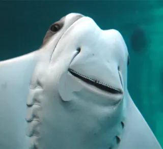 😀 razza, creatura marina, pesce, animale marino, vita marina, animale acquatico whatsapp sticker
