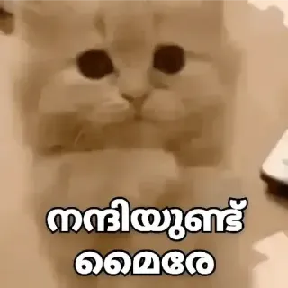 😂 നന്ദിയുണ്ട് മൈമേരെ cat, animal, cute, meme telegram sticker