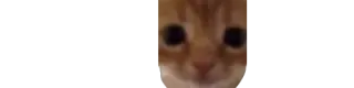 🙃 Katze, orange Katze, Sticker, lustige Katze, Meme whatsapp sticker