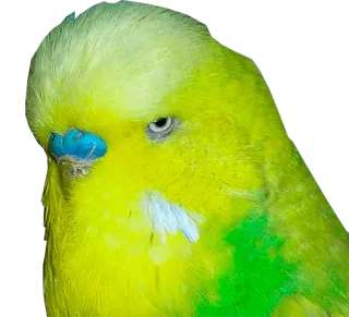 😬 pássaro, periquito, animal, animal de estimação, amarelo, verde telegram sticker