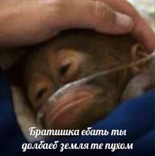 🙊 Братишка ебать ты долбаеб земля те пухом monkey, baby, animal, cute, offensive, insulting, russian, rip telegram sticker