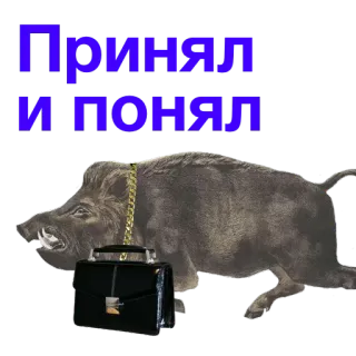 🖐 Принял и понял jabalí, maletín, animal, ruso, texto telegram sticker