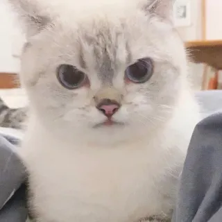 🐈 猫, 動物, ペット, かわいい, ネコ whatsapp sticker