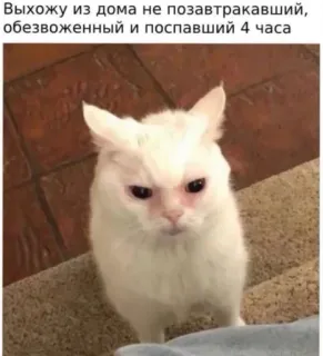 ☹️ Выхожу из дома не позавтракавший, обезвоженный и поспавший 4 часа kot, mem, śmieszne, zmęczony, rano, humor, zwierzę telegram sticker