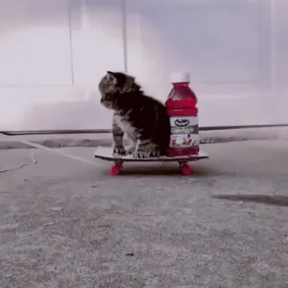 🐱 gatto, gattino, skateboard, succo di mirtillo rosso, animale domestico, animale telegram sticker