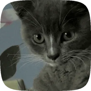 😢 猫, 小猫, 动物, 宠物, 可爱 telegram sticker