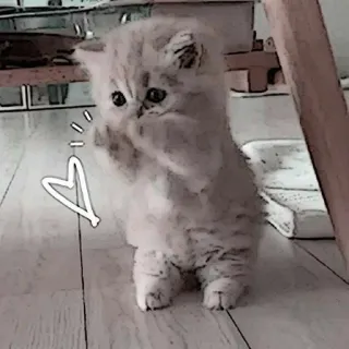 ❤️ gatito, lindo, gato, animal, corazón whatsapp sticker