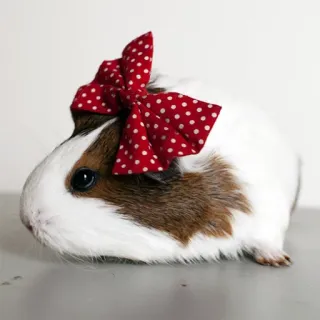 👩 guinea pig, pet, animal, rodent, cute, bow, polka dot telegram sticker