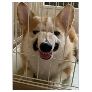 👎 Hund, Corgi, wütend, Käfig, Haustier telegram sticker