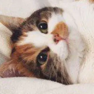 🙂 고양이, 동물, 귀여운, 삼색고양이, 애완동물 telegram sticker