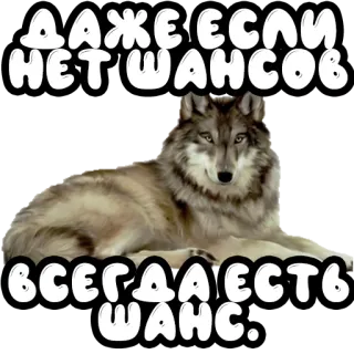 🍀 ДАЖЕ ЕСЛИ НЕТ ШАНСОВ ВСЕГДА ЕСТЬ ШАНС. lupo, testo in russo, motivazione, speranza, animale telegram sticker