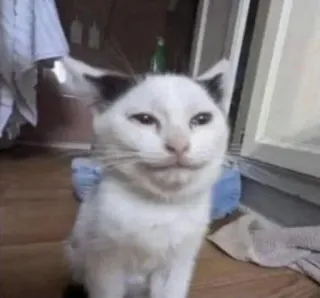 🐈 Katze, Tier, Haustier, Haustier, Säugetier whatsapp sticker