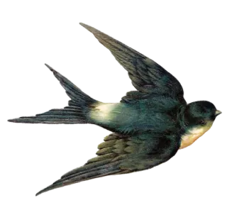 🕊 uccello, rondine, animale, volante, natura whatsapp sticker