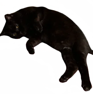 🙁 kucing hitam, hewan, hewan peliharaan, kucing, kucing whatsapp sticker