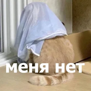 😶 меня нет แมว, ซ่อน, ตลก, มีม, น่ารัก, สัตว์, ผ้าห่ม telegram sticker