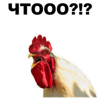😱 ЧТООО?!? 公鸡, 鸡, 动物, 问题, 俄罗斯 whatsapp sticker
