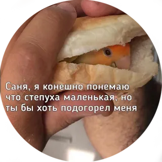 😕 Саня, я конешно понемаю что степуха маленькая, но ты бы хоть подогорел меня vogel, burger, sandwich, huisdier, schattig telegram sticker