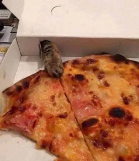 🍕 gato, pizza, comida, animal, mascota, caja telegram sticker