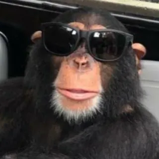 😎 scimmia, occhiali da sole, scimmia antropomorfa, animale, cool whatsapp sticker