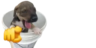 🤣 cane, cucciolo, carino, animale, secchio, indicando telegram sticker