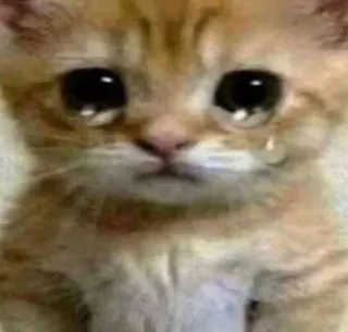 😭 кот, грустный, плачущий, котёнок, эмоциональный, питомец, животное telegram sticker