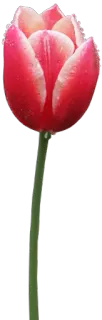 🌷 Blume, Tulpe, Natur, Frühling, Blüte, Blumen whatsapp sticker