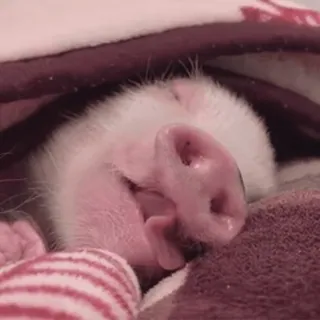🐷 con heo, ngủ, động vật, dễ thương, màu hồng, chăn telegram sticker