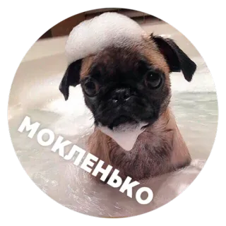 😍 МОКЛЕНЬКО パグ, 犬, お風呂, シャボン玉, 可愛い, ペット, 動物 telegram sticker