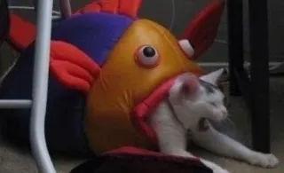 🐠 cat, fish, costume, animal, funny, pet telegram sticker