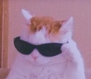 ❤ gato, gafas de sol, cool, animal, mascota, gracioso whatsapp sticker