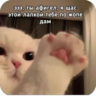 👊 Эээ, ты офигел, я щас этой лапкой тебе по жопе дам cat, funny, meme, animal, cute, threat telegram sticker