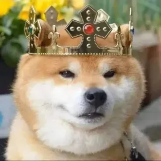👑 perro, corona, realeza, animal, mascota, meme telegram sticker