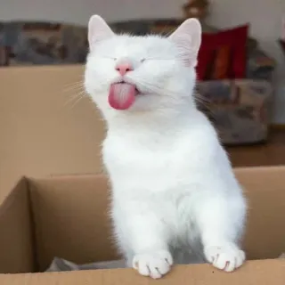 😝 cat, white cat, tongue, animal, funny, cute telegram sticker