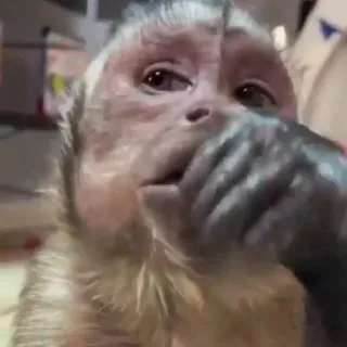 🤱 mono, animal, primate, gracioso, lindo telegram sticker