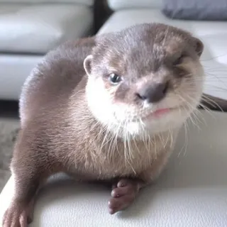 🐾 loutre, animal, mignon, faune, mammifère, animal aquatique whatsapp sticker