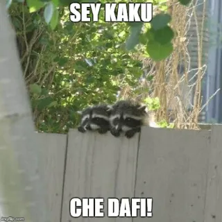😍 SEY KAKU
CHE DAFI! mapache, animales, valla, lindo, mamífero, humor whatsapp sticker
