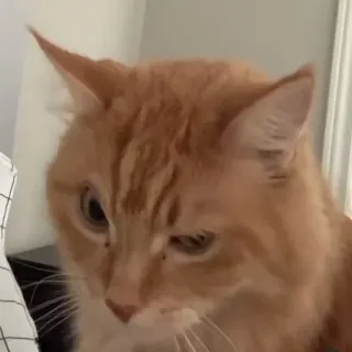 😼 cat, animal, pet, orange tabby, feline whatsapp sticker