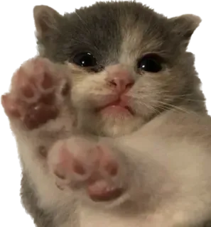 👋 ลูกแมว, แมว, น่ารัก, สัตว์, สัตว์เลี้ยง, สัตว์เลี้ยงในบ้าน telegram sticker