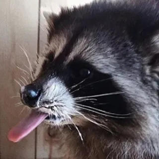 😛 mapache, animal, lengua, lindo, mamífero telegram sticker