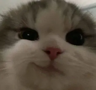 😾 кот, котенок, милый, домашнее животное, животное, мем, смешной, домашний whatsapp sticker