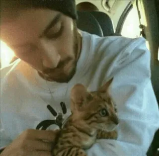 🐱 男, 子猫, ペット, 猫, 動物, 可愛い telegram sticker