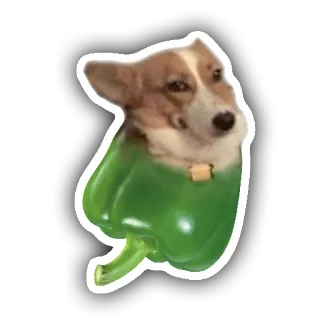 🐶 perro, corgi, pimiento, verdura, animal, divertido, meme whatsapp sticker