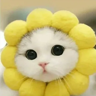 😺 chat, chaton, fleur, tournesol, mignon, animal de compagnie, animal telegram sticker