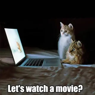 🎥 Let's watch a movie? gatos, película, viendo, portátil, lindo, animales telegram sticker